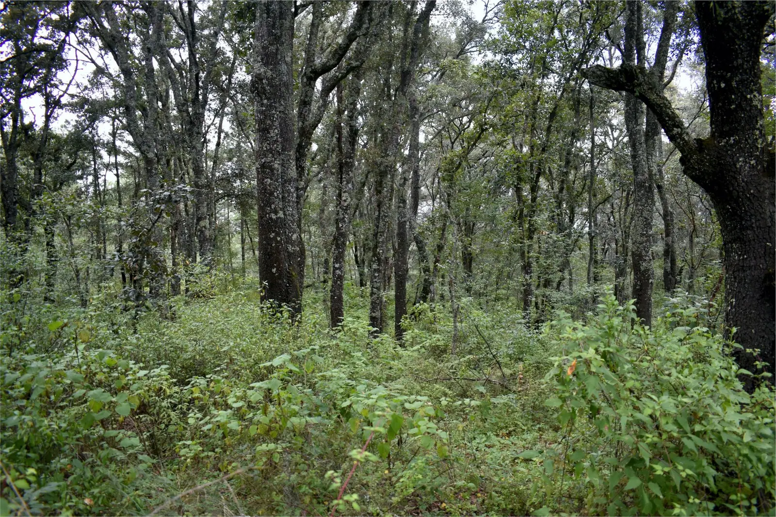 Bosque de Coyote 61
